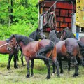 Potresni prizori zarobljenih životinja kod Srpske Kapadokije Konji ne mogu da priđu obali, danima gladuju