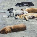 Novosađani zabrinuti: Sve učestalije trovanje životinja u gradu
