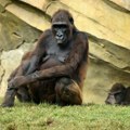 Tri meseca ga ne pušta: Mladunče šimpanze je preminulo, majka ne želi da se rastavi od njega: "Natalija je već jednom…