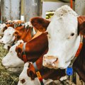 Šta koči proizvodnju mleka u Srbiji: Nije sve ni do krave