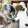 Epidemija opasne zaraze koju prenose pacovi hara u komšiluku: Epidemiolog otkrio da li Srbiju čeka isti scenario: Pacijenti…
