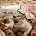 Pad cena stoke na stočnim pijacama! Prasići mogu da se pazare za manje od 400 rsd, evo kakvo je stanje sa ostalima