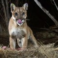 Drama: Ljudi videli jaguara u blizini Divđadovske stene, upozorenje za sve, u blizini je more!