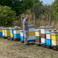 Кикиндски пчелари остварили рекордне приносе меда