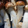 264 Grama pečuraka platio skoro 5.000 evra Biće poslužene gostima luksuznog hotela u čemu je caka?