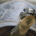 Džonatan, najstarija živa kornjača, lažno proglašen mrtvim zbog kripto prevare