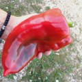 Jovan iz Dragačice uzgaja paprike "kapitalke": Niko mu ne veruje da njegove džinovske paprike imaju i po 300 grama (foto)