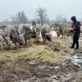 MUP objavio fotografije zarobljenih konja i goveda na Krčedinskoj adi (FOTO)