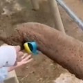 Snimak slonice (25) iz zoo vrta postao hit Detetu upala sandalica u kavez, ona odmah reagovala, devojčica joj nije ostala…