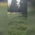 Radovan sreo vuka na samo 300 metara od porodične kuće! Gledali se oči u oči, ono što je doživeo jako retko se događa (foto)…