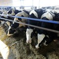 Farmeri širom Srbije prosipali mleko zbog otkaza prevoznika