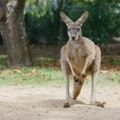 Kengur Dragan među alpakama i emuima i to u Nišu