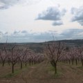 Kajsije procvetale prerano, voćari strepe – hoće li mraz ponovo obrati rod