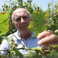 Porodici Milošević iz sela Riđege krupan grad naneo ogromnu štetu na vinovoj lozi