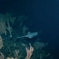 Мистерија у научним круговима: Откривен древни подводни вулкан који је још активан и прекривен џиновским јајима