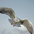 Galeb ukrao kesicu sa marihuanom, spasao muškarca hapšenja