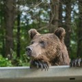 Podignut optužni predlog zbog odstrela medveda u Nikšiću