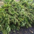 Otkrivena najveća plantaža marihuane u Crnoj Gori sa čak 13 hiljada sadnica