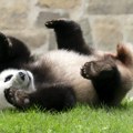 Obnavlja se diplomatska praksa između Kine i SAD: Zoo vrt u San Dijegu dobija dve pande