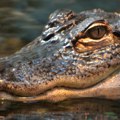 Delovi tela nesrećne žene predatoru vise iz usta Isplivao užasavajući snimak krvoločnog aligatora (foto)