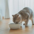 Veterinari otkrivaju koja hrana je bolja za mačke - suva ili vlažna?