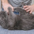 Vlasnici mačaka bi trebalo da budu oprezni - ogrebotina može da izazove opasnu infekciju