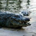 Horor na safariju! Dvoje turista brutalno ubijeno i bačeno u reku punu krokodila! Prva ubistva tokom stogodišnje istorije…
