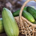 Krastavac ili tikvica: Jedno hidrira bolje od vode, a drugo ima duplo više vitamina