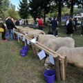 16. ovčarska izložba i festival jagnjećeg pečenja u Pričeviću kod Valjeva
