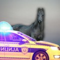 Haos kod Leskovca, konj pobegao posle sudara: Auto se zakucao u zaprežno vozilo, vozač povređen - deonica poznata po…