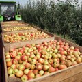 Roboti će brati jabuke u Srbiji: U Novom Sadu se zahuktava veliki naučni projekat