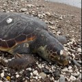 Uznemirujuć prizor u Budvi: More izbacilo ogromnu životinju na plažu, ovo je svima misterija (video)
