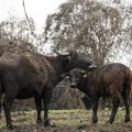 Rezervat Obedske bare će uz pomoć 19 vodenih bivola obnoviti biodiverzitet