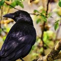 Da li su nam to vrane najavile rat – čuvajte se zlopamtila su