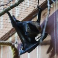 Virus koji napada mozak: Smrtonosni Nipah podigao Aziju na noge