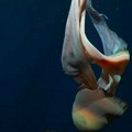 Snimljena retka džinovska meduza, može da naraste do 10 metara: Pogledajte šta je radila u mračnim dubinama