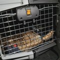 DZPPS: Orao Feliks, nakon otmice i prihvatilišta, stigao u Srbiju