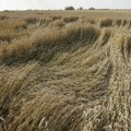 Cena pšenice povećana za 8,2 odsto