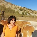 Dveri Niš traže pomoć za stočare sa Suve planine čiji konji i ove godine nemaju vode
