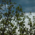 Dugoročna prognoza za Vojvodinu: Do kraja meseca uglavnom suvo i svežije, toplije u aprilu
