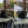(Video) Medved ušao u restoran i seo za sto! Bio je veoma pristojan a konobari ni da mu se jave