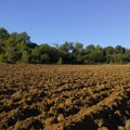 RGZ: Dve parcele u Sremskoj Mitrovici prodate za više od 35.000 evra po hektaru