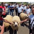 Izbor najboljeg ovna u okviru Poljoprivrednog sajma u Sjenici