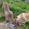 Gepard i labrador postali TikTok senzacija : Kumbali i Kago pokazuju da ljubav ne zna za granice (VIDEO)