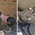 "Ozbiljne zmije, vidiš kako baca otrov": Vladica razbio zid da izvuče poskoka, a otrovnica počela da šišti (video)