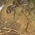 Nesvakidašnji prizor na obali Morave uznemirio građane Snimak iz Vitine zapalio mreže - ono što se okupilo pored reke nikoga…