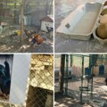 (Foto, video) Kokoške koje pevaju i nose zelena jaja: Ove neobične ptice koštaju i do 2.500 evra, a jedan petao prodat za…