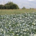 Šta je mit, a šta istina o futoškom kupusu: Od hibrida i drugih sorti razlikuje se po obliku, evo konačno otkrivene tajne