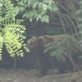 Među krupnim mužjacima konačno i jedna dama: U Nacionalnom parku Tara markirana medvedica Jelisaveta, ogrlica će odati sve…