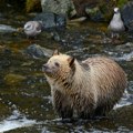 Ženu u Montani ubio grizli, u toku potraga za medvedom